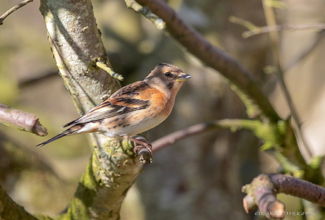  BRAMBLING (Fringilla montifringilla)